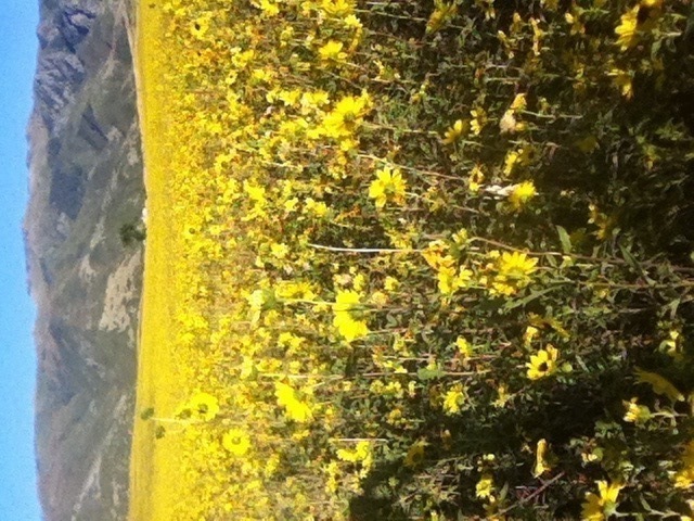 black eyed susans