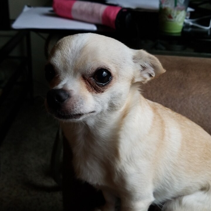 Angel